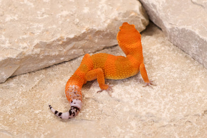 26-293 | Mandarin/Emerine Melanistic Tangerine | Male