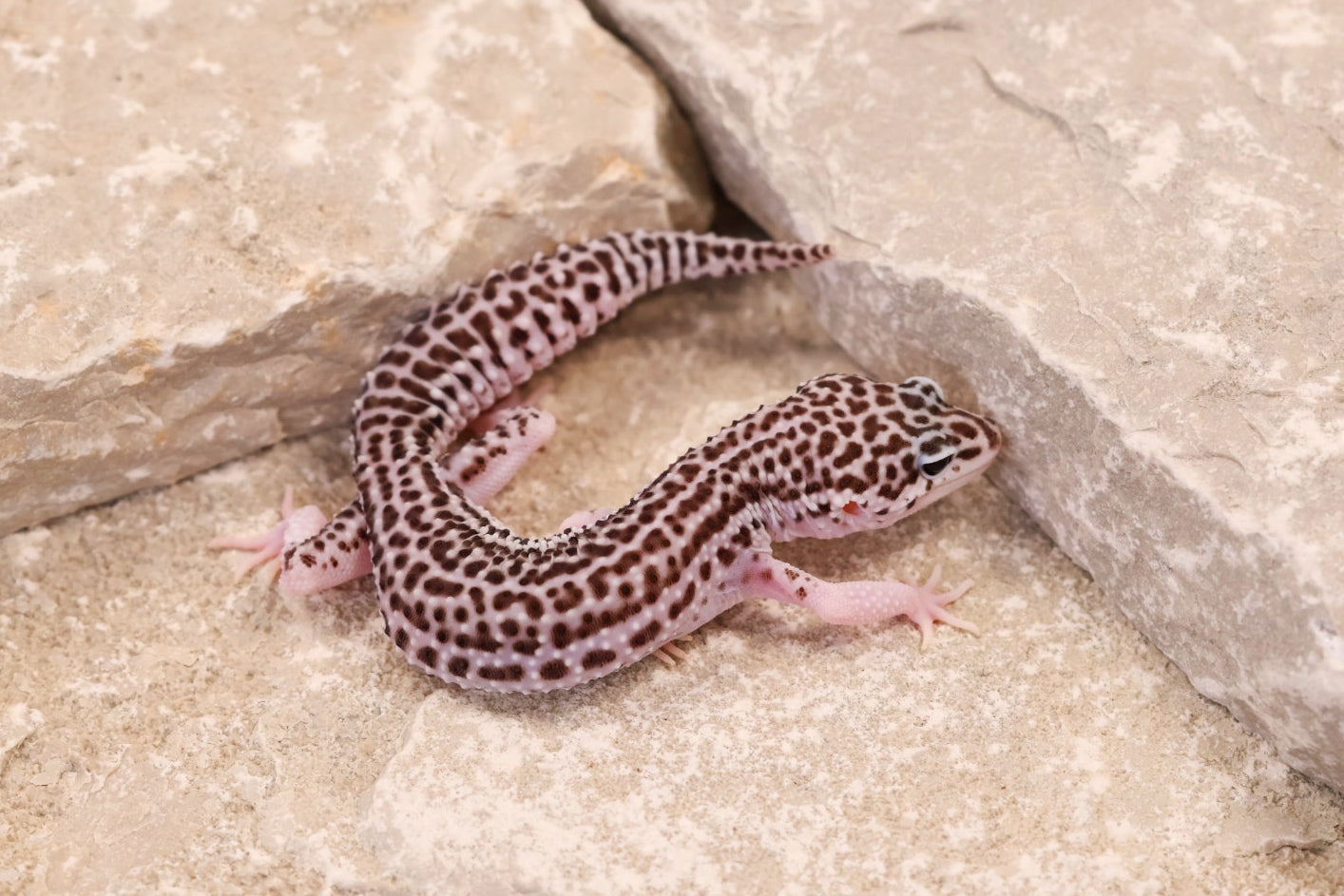 25-205 | Galaxy 66% het Tremper Albino | Female