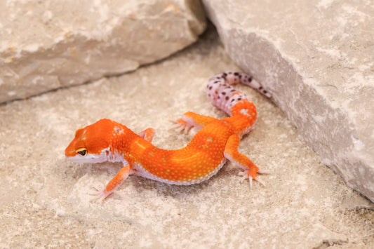 26-091 | Purple Head Tangerne | Female