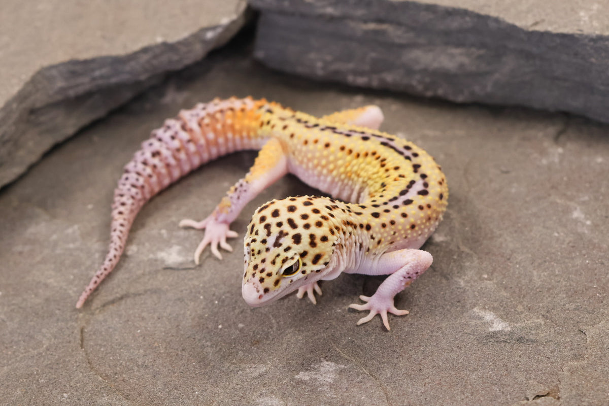 26-011 | Rainbow Stripe Cross Eclipse | Male