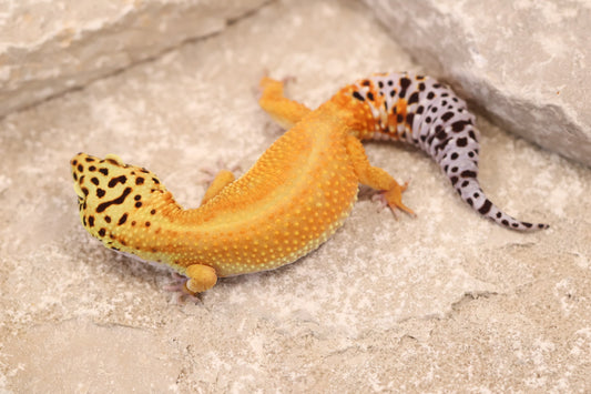 23-501 | Blood/Raining Red Stripe Tangerine het Rainwater Albino | Female