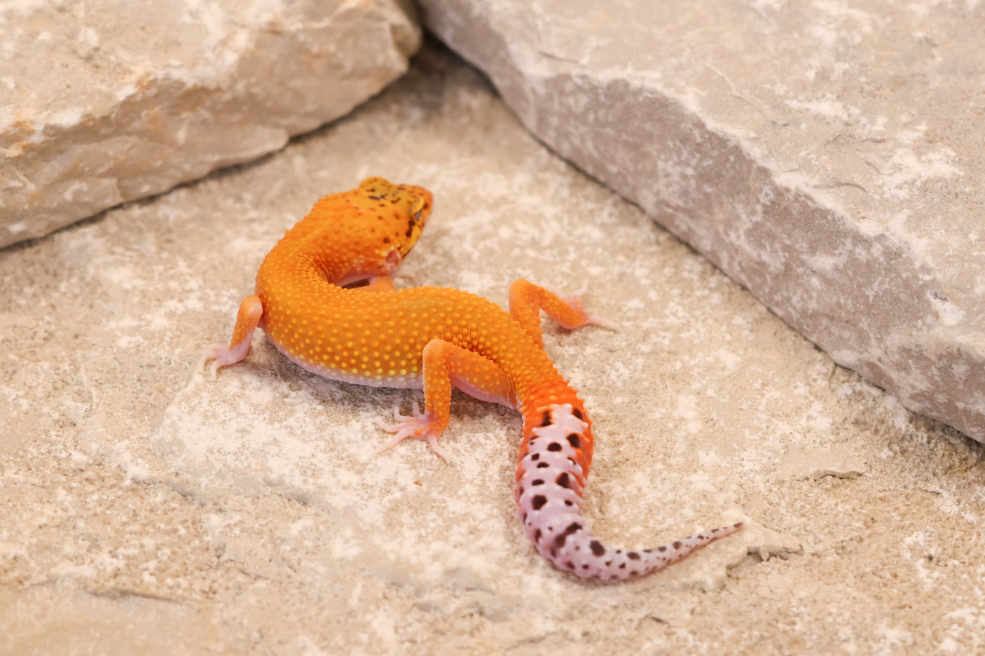26-261 | Black Blood Cross Melanistic Tangerine Eclipse | Female