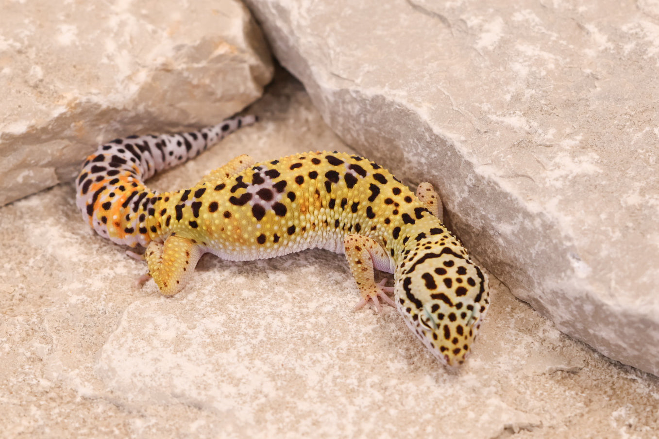 25-118 | Pet Only | Female