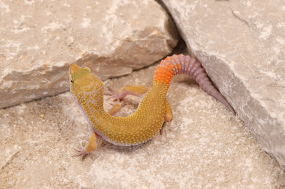 26-030 | Murphy's Patternless Non Het | Male