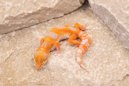 26-082 | Tremper Albino Clown | Female