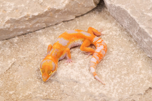26-082 | Tremper Albino Clown | Female