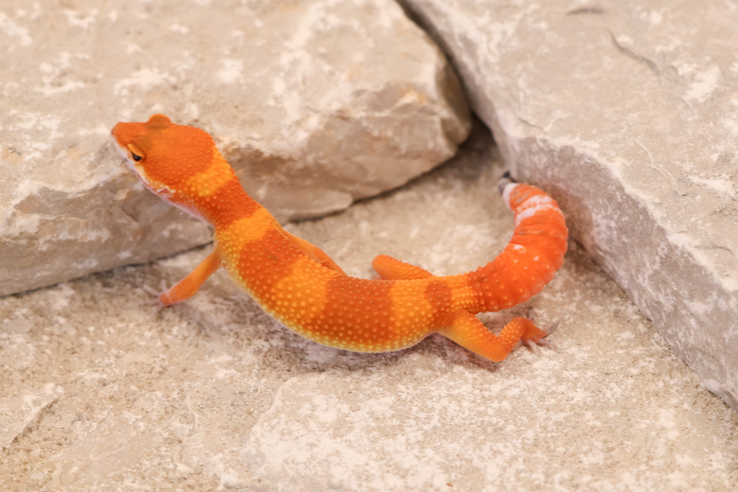 26-111 | Tangerine | Female
