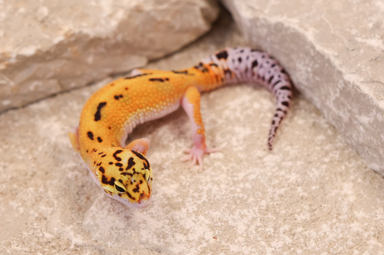 26-017 | Purple Head Cross Eclipse het Bell Albino | Probable Male