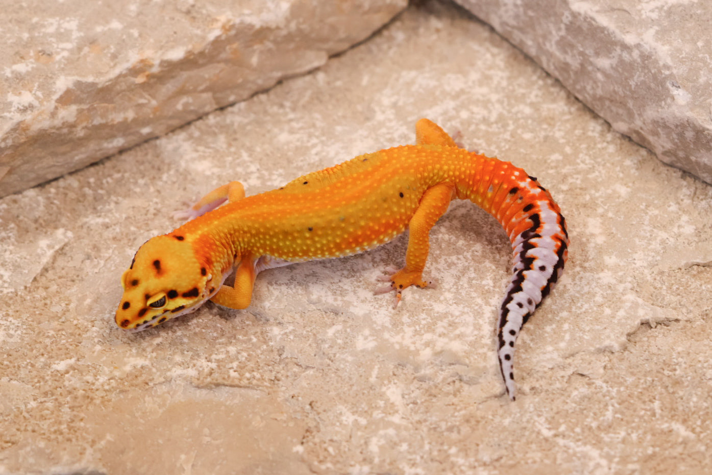 25-099 | Striped Tangerine het Radar | Female