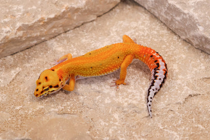 25-099 | Striped Tangerine het Radar | Female