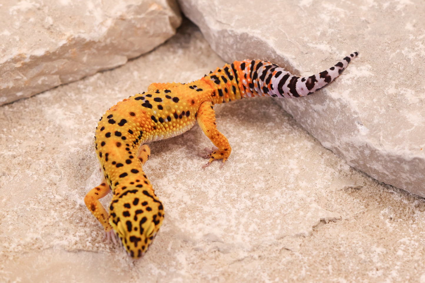 25-162 | Afghan Tangerine het Raptor | Female