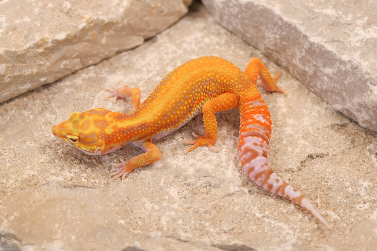 26-356 | Firebold Line Striped Tangerine Rainwater Albino | Female
