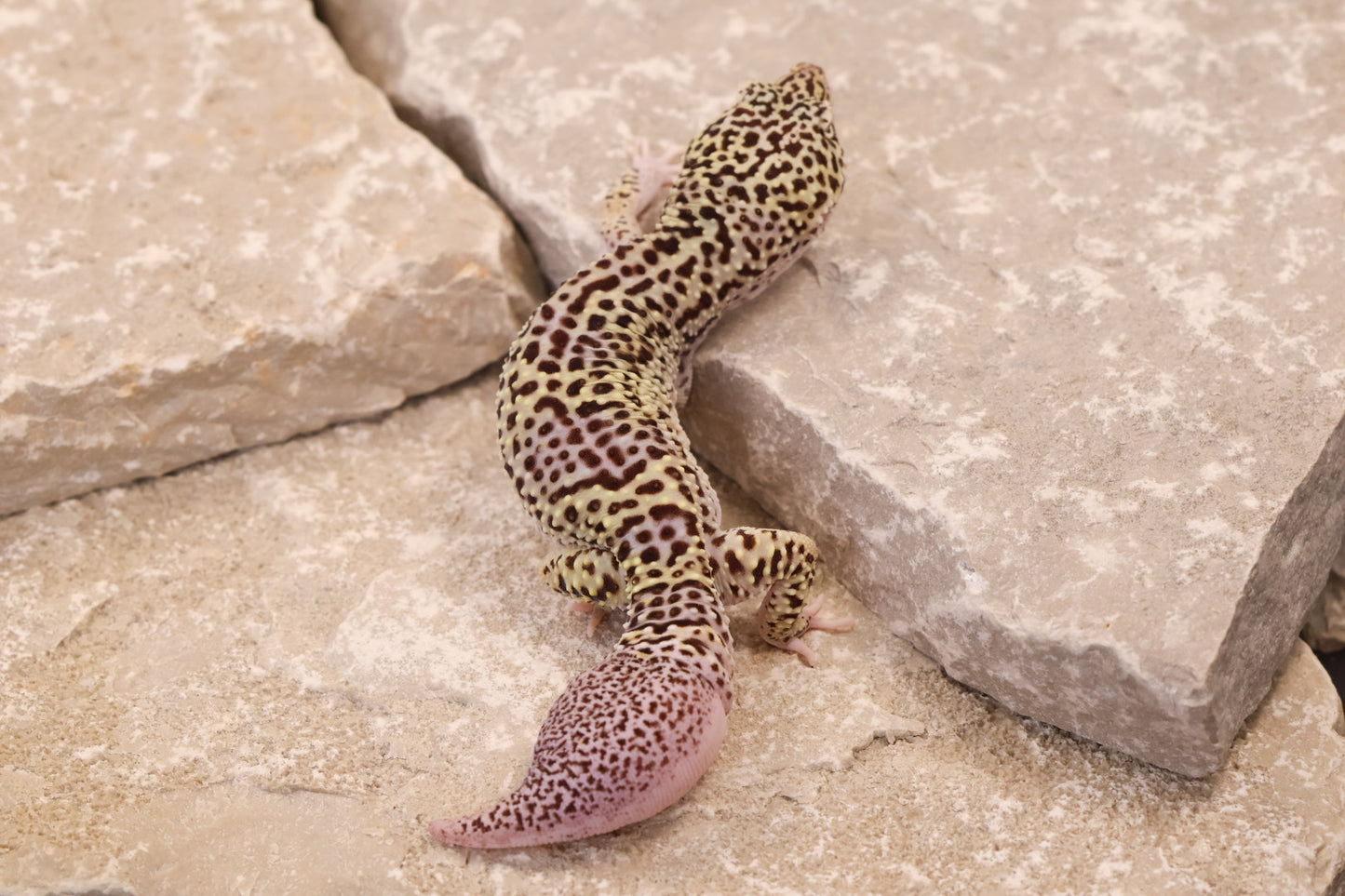 22-342 | Pet Only | Male