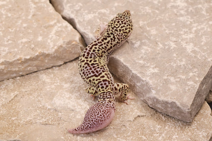 22-342 | Pet Only | Male