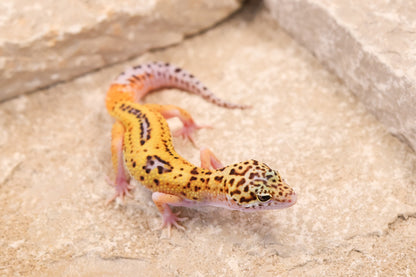 26-144 | Rainbow Eclipse | Female