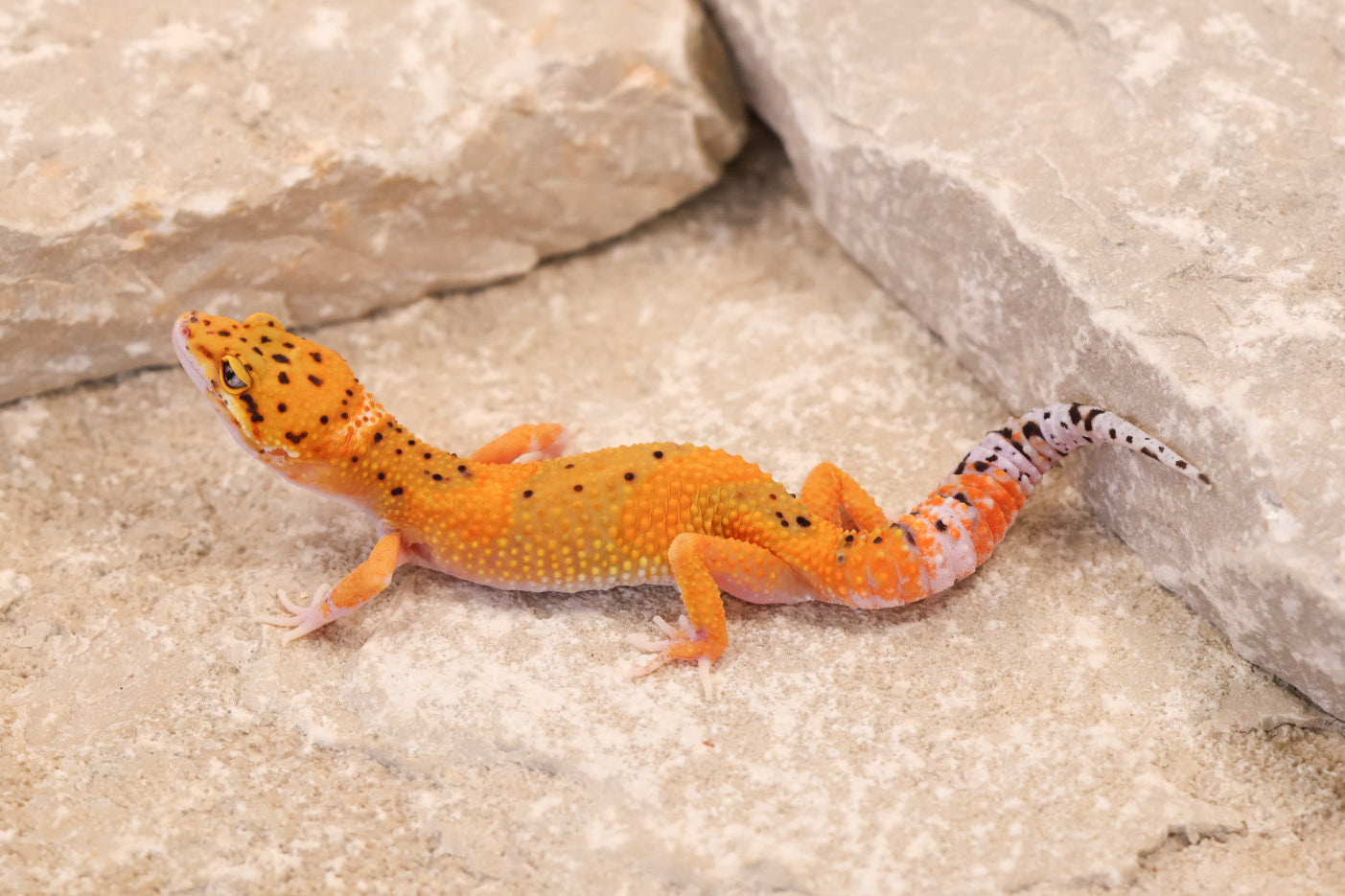26-239 | Black Blood Cross Melanistic Tangerine Eclipse | Female