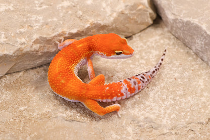 26-091 | Purple Head Tangerne | Female
