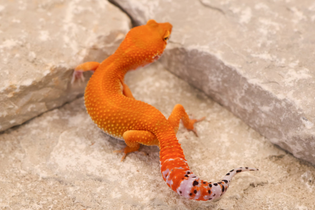 26-187 | Blood/Red Diamond Tangerine het Tremper Albino | Female