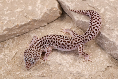 24-174 | Super Snow 66% het Cipher | Male