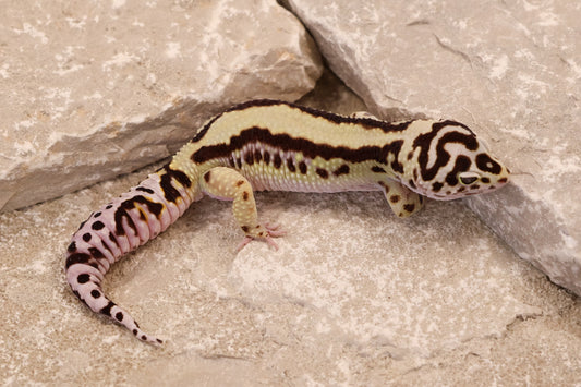 23-014 | Bold Stripe | Male