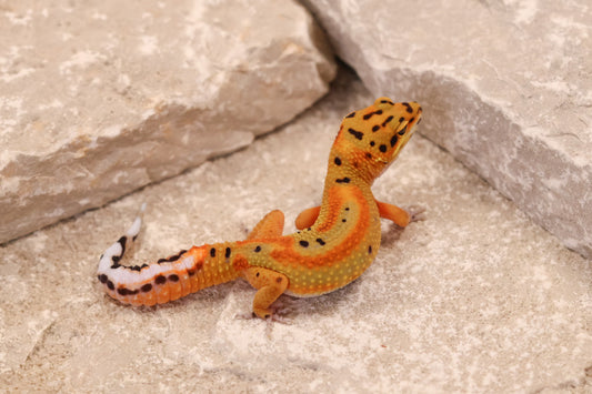 26-079 | Clown 66% het Tremper Albino | Female
