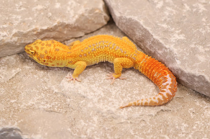 24-011 | Striped Tangerine Tremper Albino 66% het Eclipse | Male