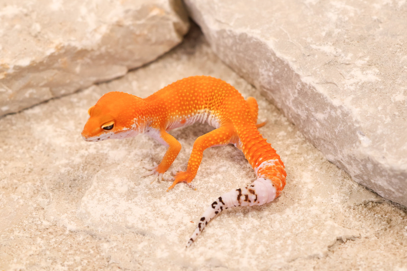 26-157 | Blood Tangerine het Tremper Albino | Male