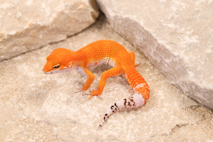 26-157 | Blood Tangerine het Tremper Albino | Male