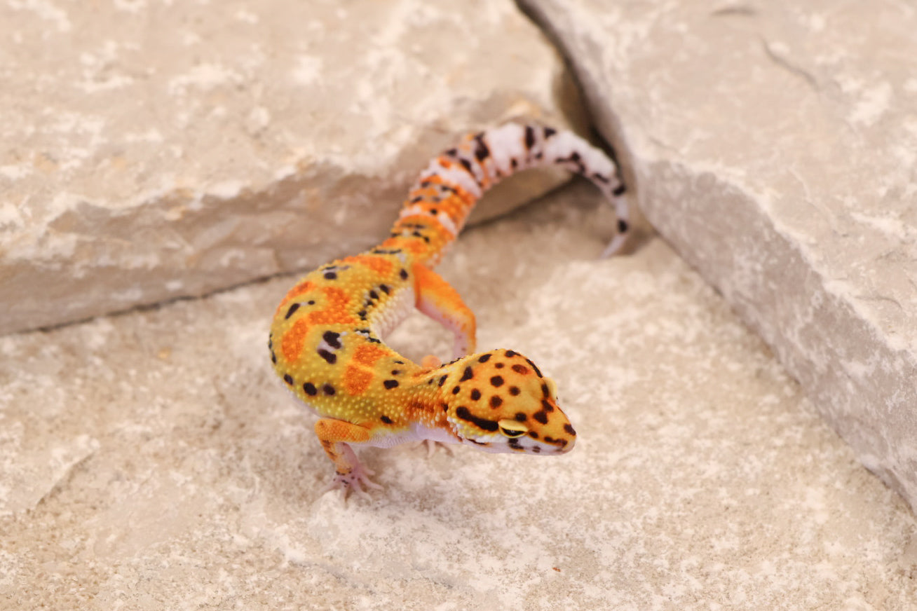 26-014 | Clown 66% het Tremper | Female