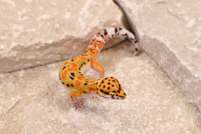 26-014 | Clown 66% het Tremper | Female