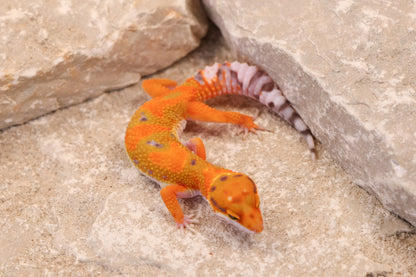 26-027 | Clown/Electric Inferno Tangerine | Female