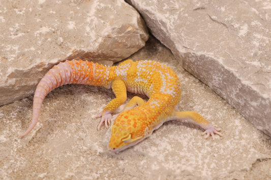 25-028 | Raptor het Murphy's Patternless | Male
