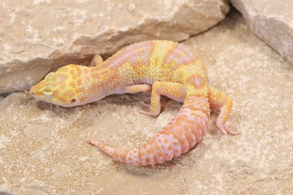 24-117 | Montanus Line Raptor | Female