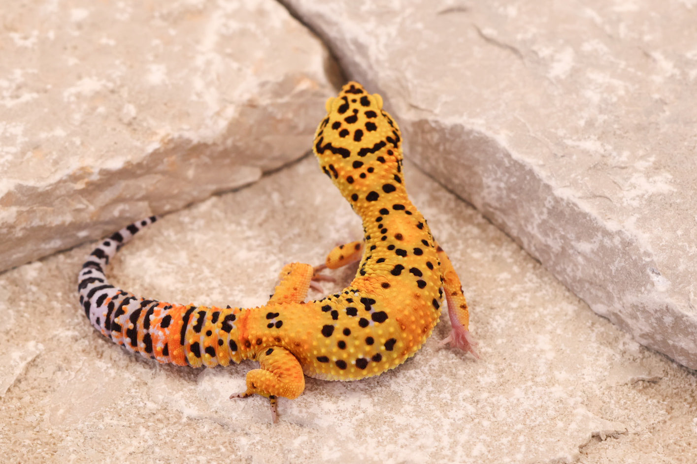 25-162 | Afghan Tangerine het Raptor | Female