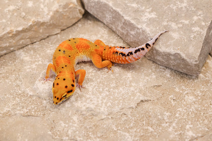 25-072 | Clown het Tremper Albino | Female