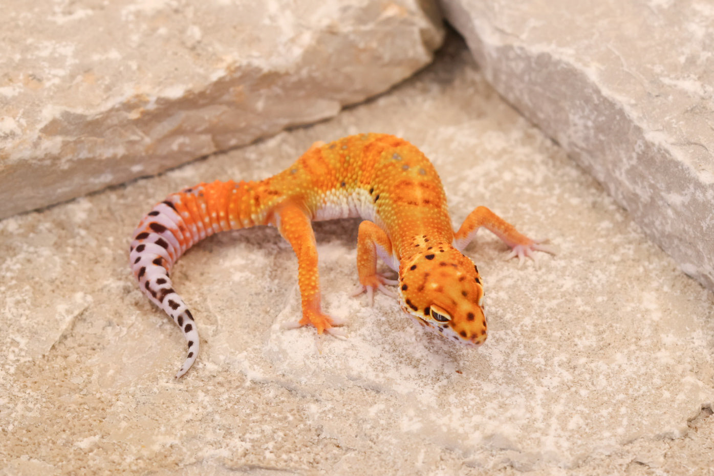 26-106 | Clown/Electric Inferno Tangerine | Female