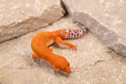 26-089 | Clown/Electric Inferno Tangerine | Female