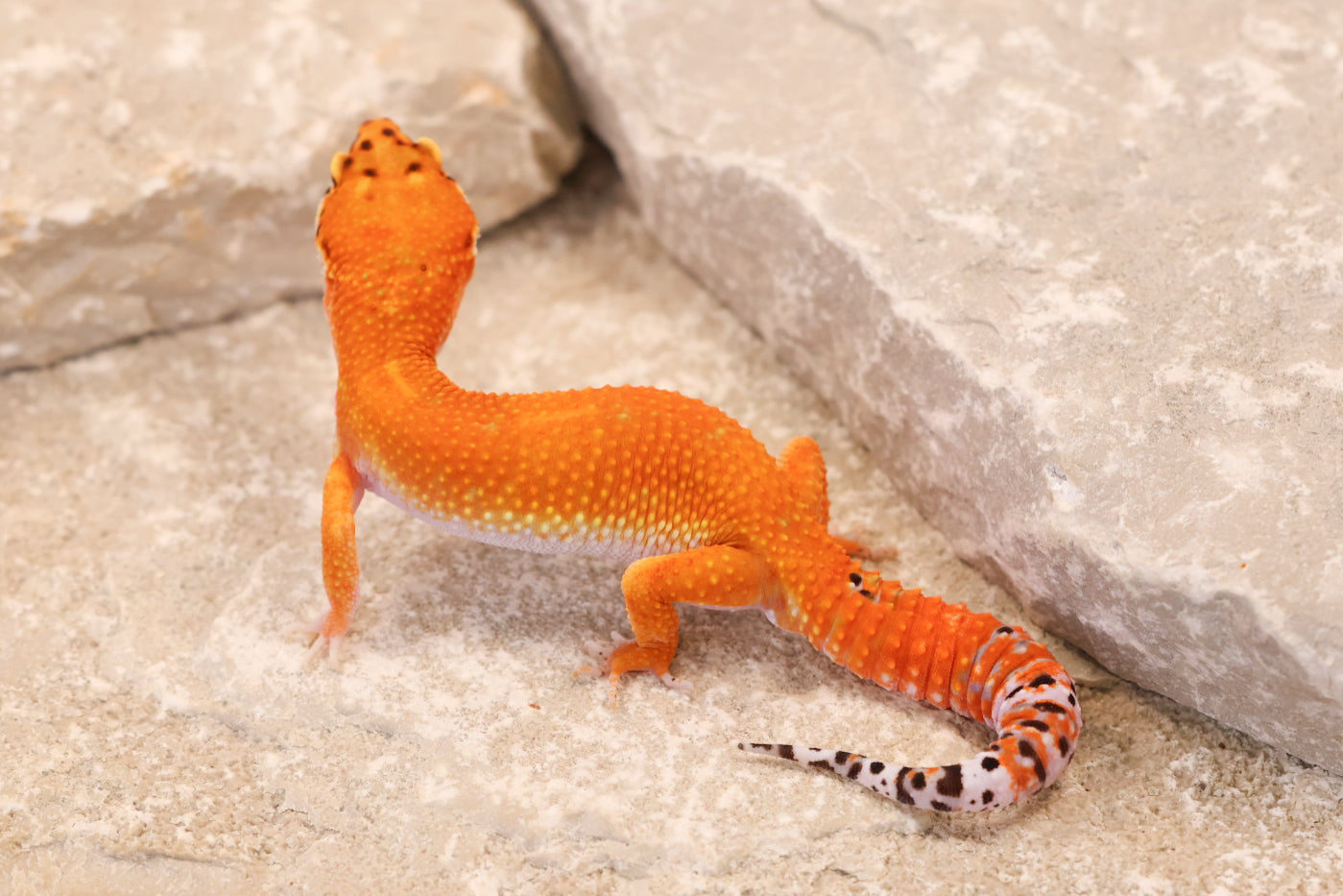 26-026 | Purple Head Tangerine | Male