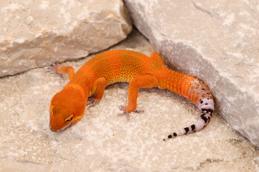 26-293 | Mandarin/Emerine Melanistic Tangerine | Male