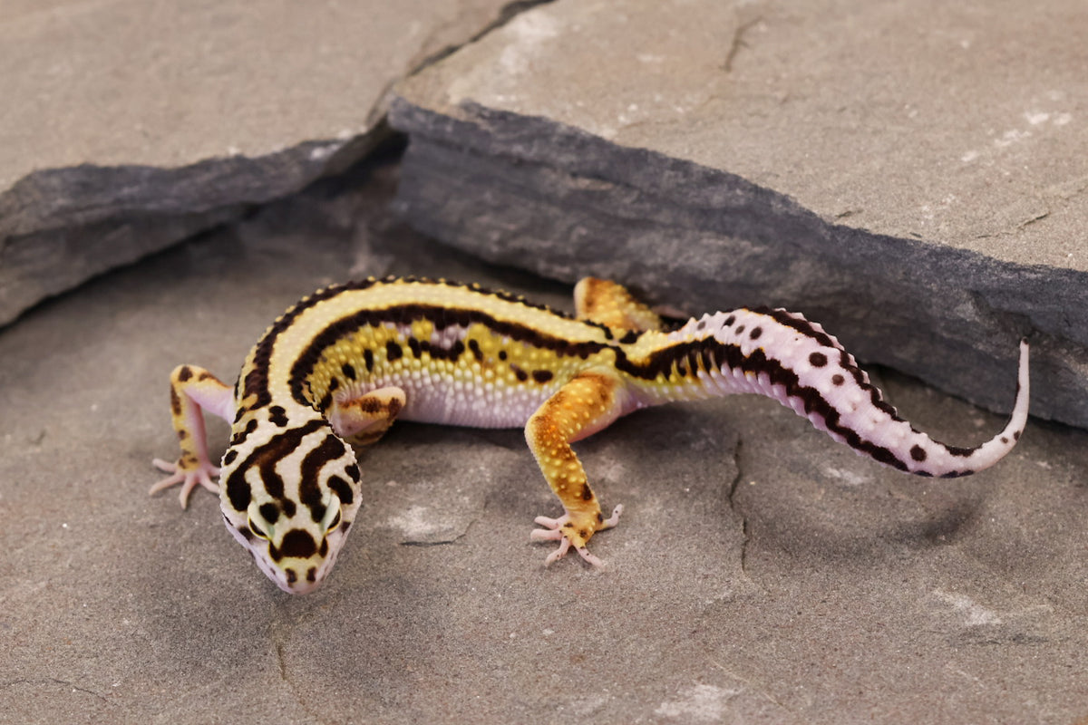 26-183 | Bold Stripe Non Het | Female