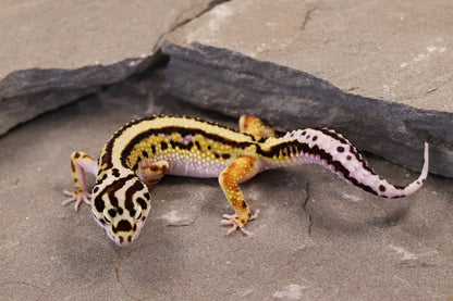 26-183 | Bold Stripe Non Het | Female