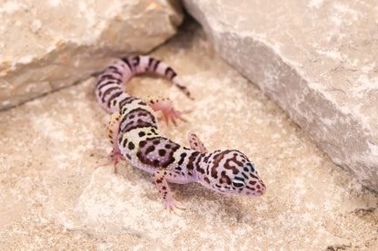 25-223 | Gem Snow | Probable Female