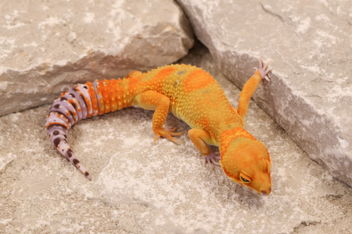 25-141 | B&M Line Emerine | Female