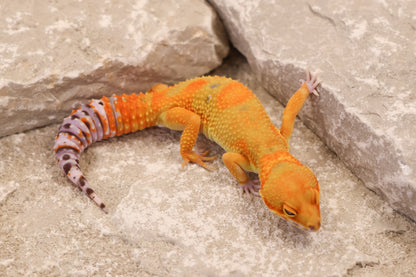 25-141 | B&M Line Emerine | Female