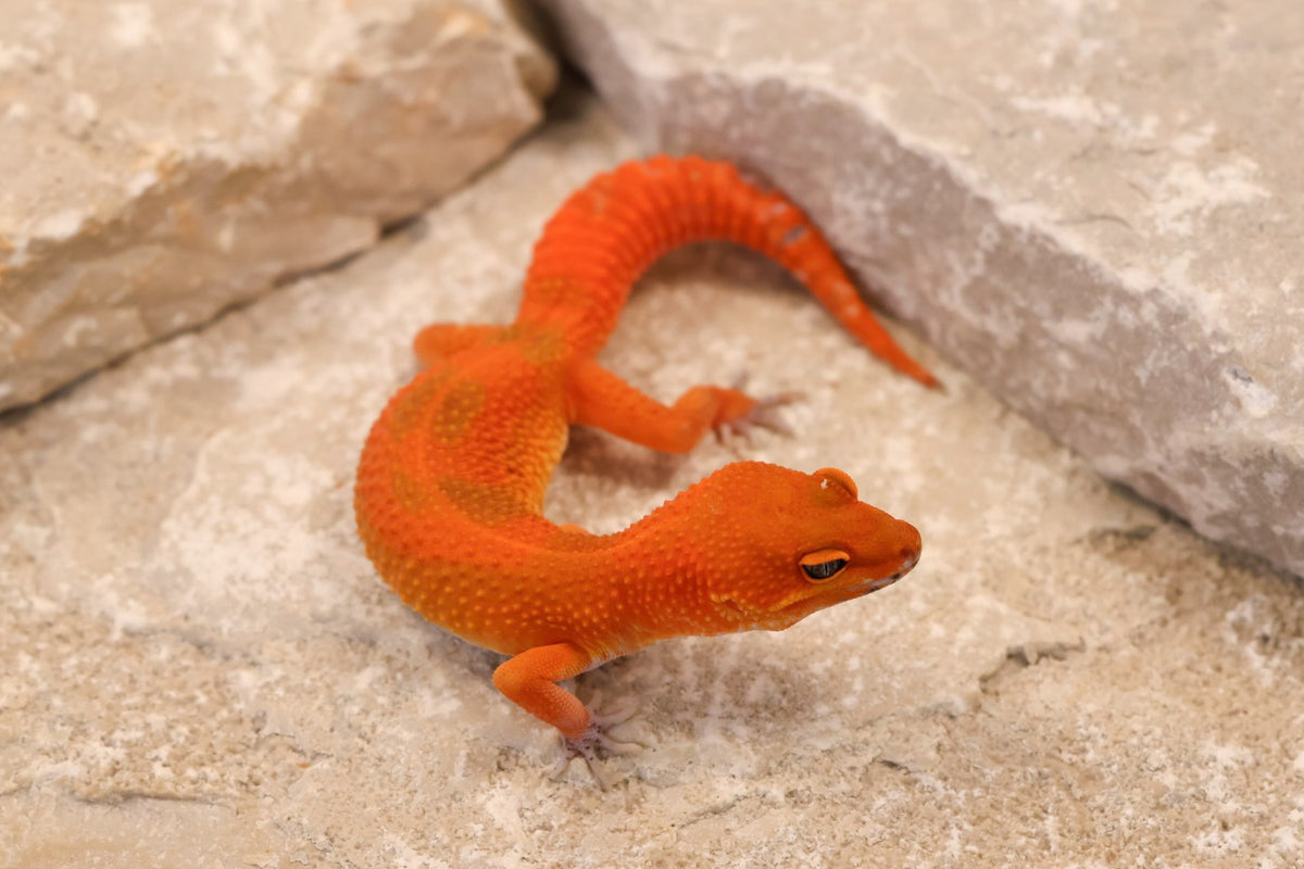 26-260 | Mandarin Blood Emerine | Female