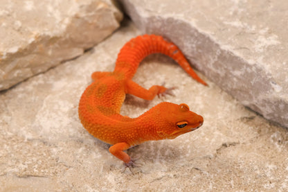 26-260 | Mandarin Blood Emerine | Female