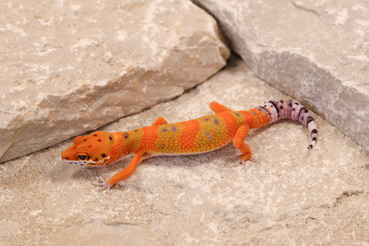 26-141 | Clown/Electric Inferno Emerine Tangerine | Female