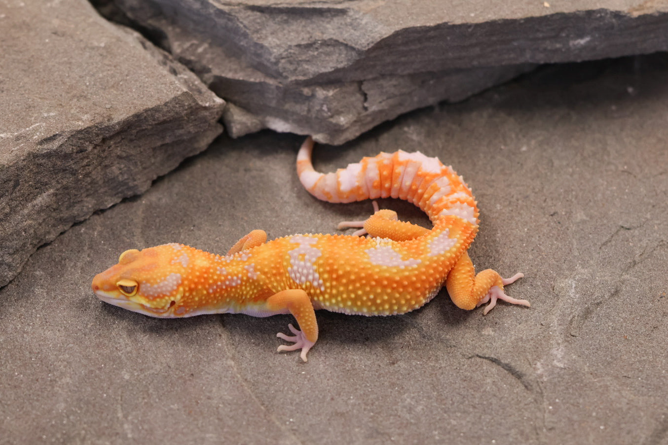 26-082 | Original Clown Line Tremper Albino | Female