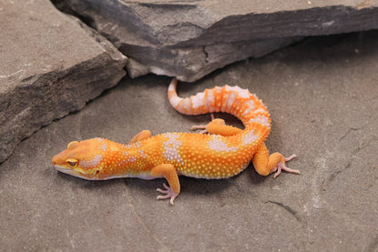 26-082 | Original Clown Line Tremper Albino | Female