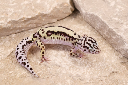 25-081 | Bold Stripe Gem Snow | Female